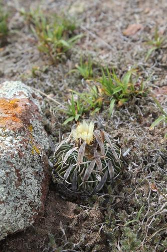 Echinofossulocactus phyllacanthus