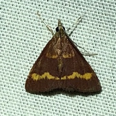 Pyrausta pseuderosnealis
