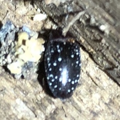 Chelonarium lecontei