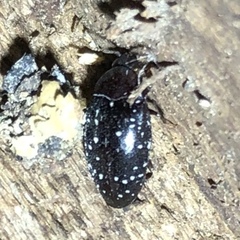 Chelonarium lecontei
