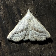 Macrochilo hypocritalis