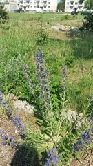 Echium vulgare