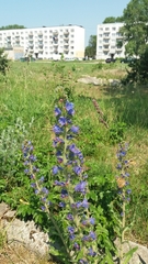 Echium vulgare
