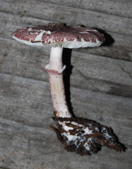 Lepiota decorata image