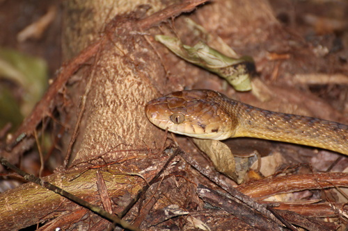 Brown Tree Snake sighting