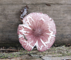 Lepiota decorata image