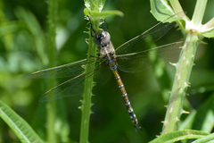 Rhionaeschna absoluta