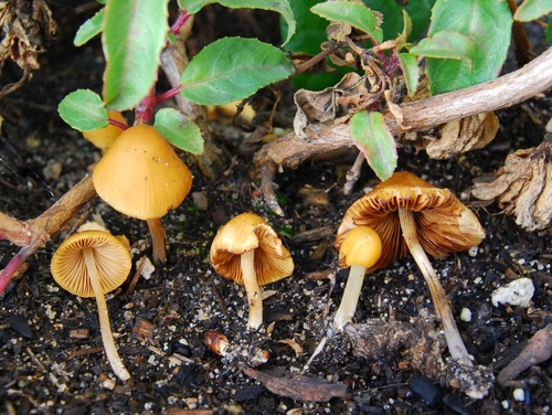 How to identify Conocybe aurea (Jul.Schäff.) Hongo