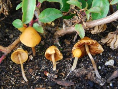 Image of Conocybe aurea