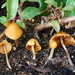 Conocybe aurea - Photo (c) Christian Schwarz,  זכויות יוצרים חלקיות (CC BY-NC), הועלה על ידי Christian Schwarz