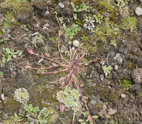 Swertia volkensii var. baleensis image