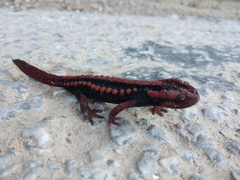 Tylototriton shanjing