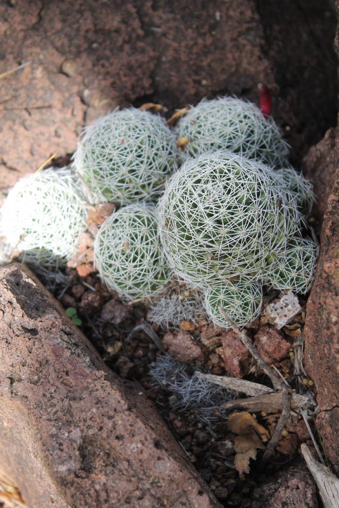 Mammillaria decipiens ssp. decipiens