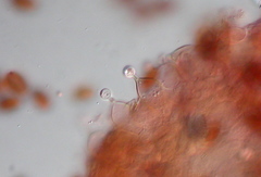 Conocybe aurea image