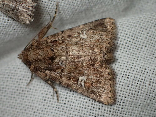 White-spotted Properigea Moth photo 3