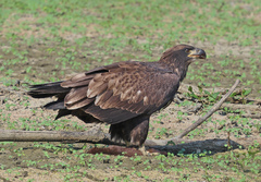 Bald Eagle photo 6