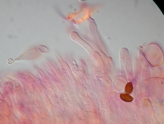 Conocybe aurea image