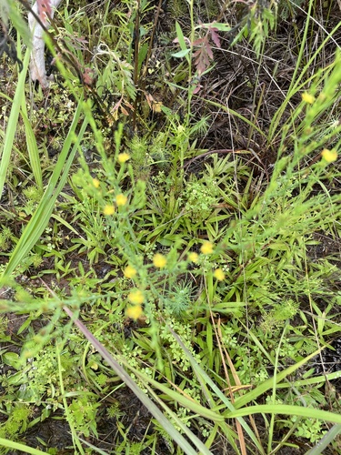 Image of Hypericum drummondii by no rights reserved