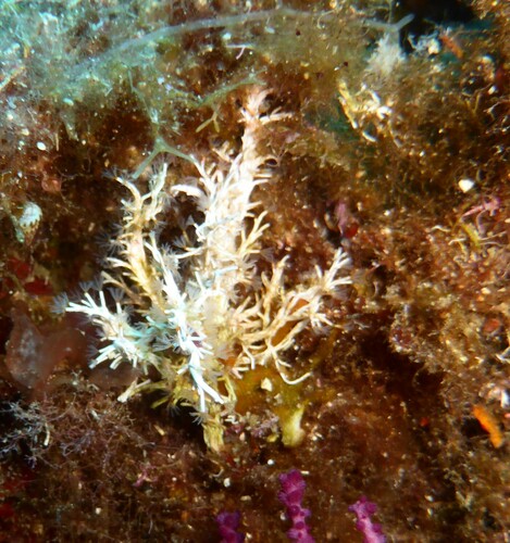 Photo of Cluster tubeworm (Salmacina dysteri)