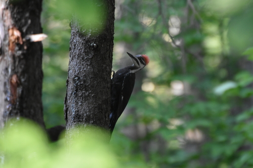 Pileated Woodpecker photographed in Maine