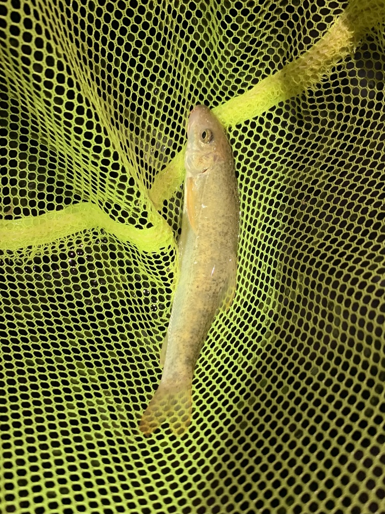 Brook Barbel
