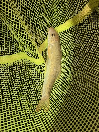 Brook Barbel