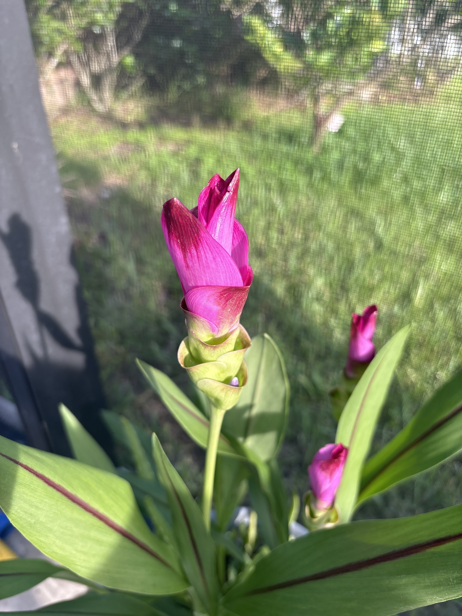 Imagem de Tulipa-do-siam