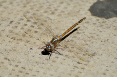 Rhionaeschna absoluta