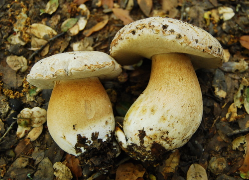 Barrow's Bolete