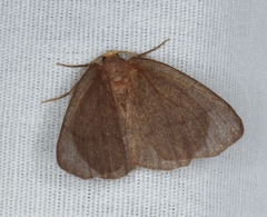 Lambdina pellucidaria