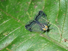 Nogodinidae