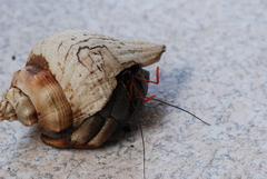 Coenobita violascens