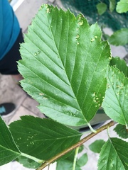 Karpatiosorbus bristoliensis
