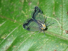 Nogodinidae