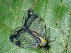 Nogodinidae