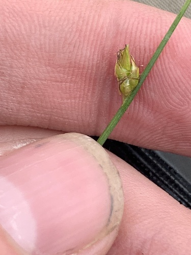 Swaying bulrush (Schoenoplectus subterminalis)