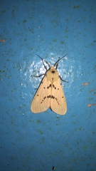 Spilarctia postrubida