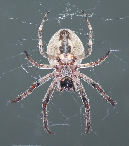 Larinioides ixobolus