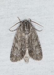 Acronicta longa