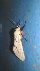 Spilarctia postrubida