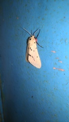 Spilarctia postrubida