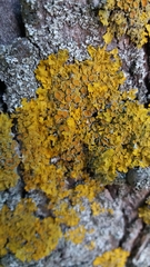 Xanthoria parietina