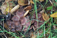 Psathyrella bipellis image