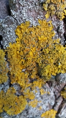 Xanthoria parietina