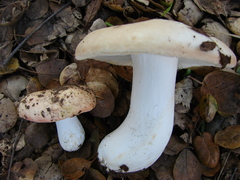 Russula maculata image