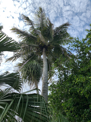 Cocos nucifera