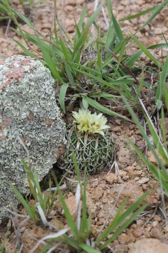 Echinofossulocactus phyllacanthus