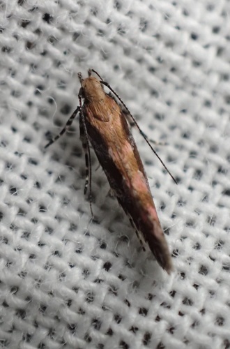 Pink-washed Aristotelia Moth photo 5