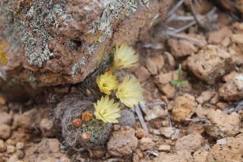 Mammillaria nana