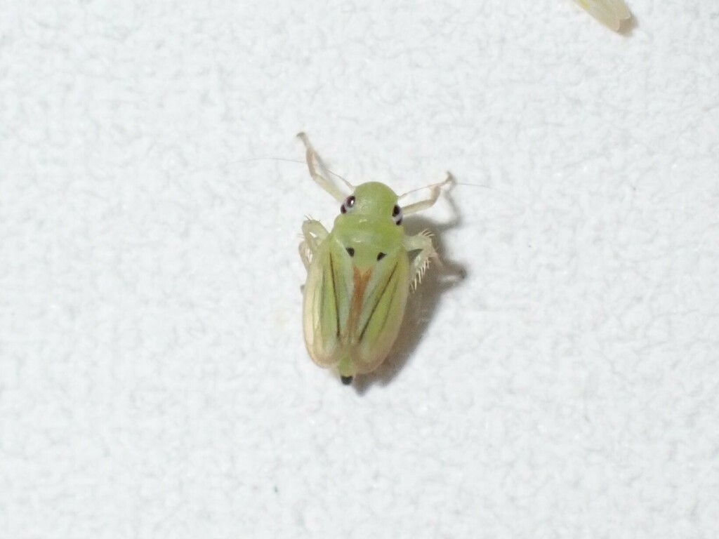Neocoelidia vittapennis